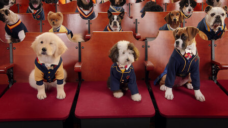 Pup Academy Netflix Official Site Pup Academy Netflix Official Site